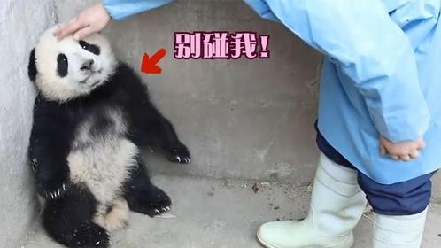 千万别惹熊猫宝宝生气，它们是哄不好的那种，除非你有盆盆奶！