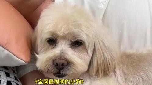 全网最像人的小狗，一举一动都让人意想不到！