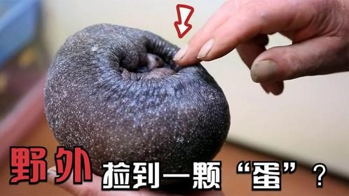 女子野外捡到一颗“蛋”，摸上去软叽叽的，没想到竟是个活物！
