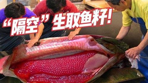 日本的“隔空”生取鱼子酱，取完鱼还能放生，下次接着再取！