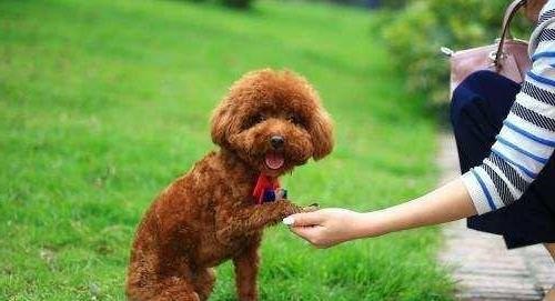 宠物毛发亮丽护理法