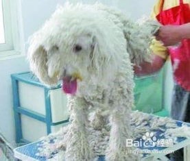 宠物毛发亮丽护理法