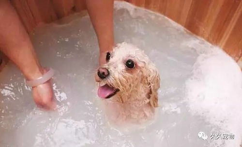 宠物毛发胶渍快速去除法