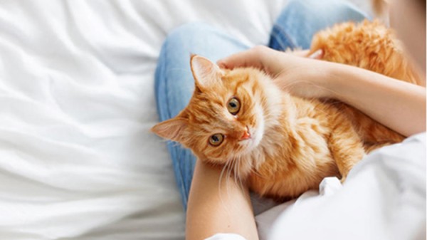 家有顽皮猫主子？硬核清洁指南请查收17