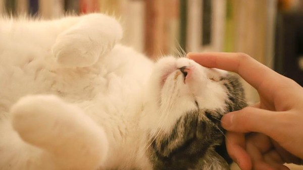 家有顽皮猫主子？硬核清洁指南请查收30