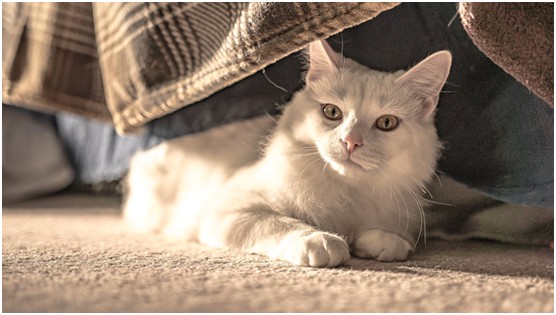 家有顽皮猫主子？硬核清洁指南请查收27