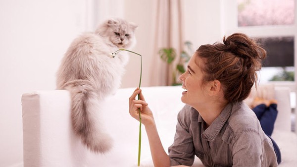 家有顽皮猫主子？硬核清洁指南请查收21