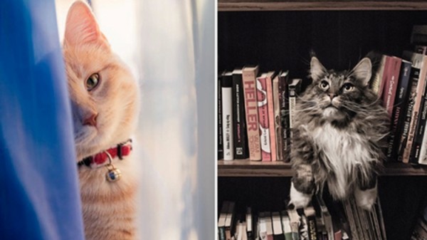 家有顽皮猫主子？硬核清洁指南请查收35