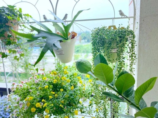 如何把阳台打造成一个小花园，阳台小花园实景图片-成都青望园林景观设计公司-1
