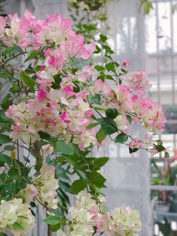 如何把阳台打造成一个小花园，阳台小花园实景图片-成都青望园林景观设计公司-1