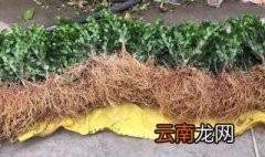 如何让新移栽的苗木尽快生根发芽? 让新移栽的苗木尽快生根发芽方法