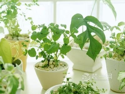 南京装修公司效果图绿植装饰