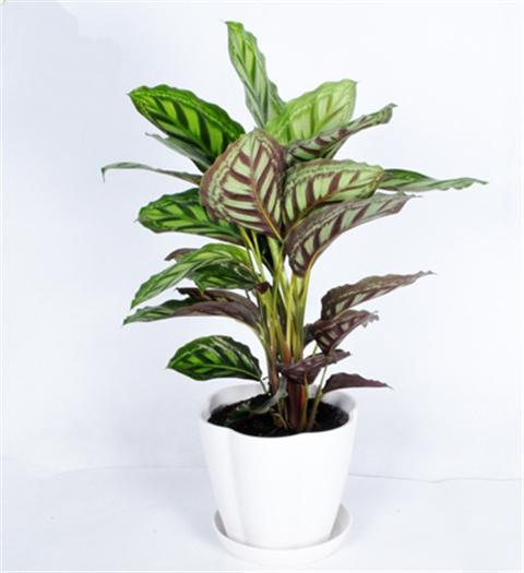 超耐阴的8种室内植物，没阳光都能养活！