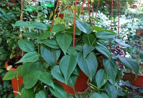 超耐阴的8种室内植物，没阳光都能养活！
