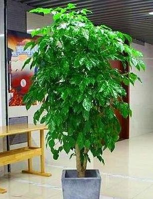 家里放上4种大型绿植，养护简单，美化环境，瞬间提升家居档次