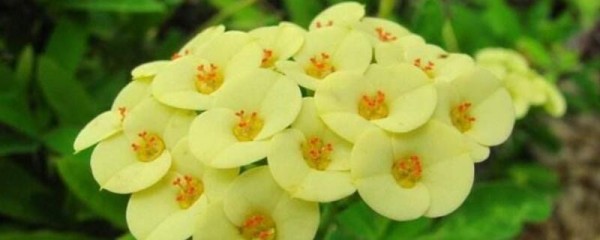 虎刺梅怎么养？放在充足阳光下生长