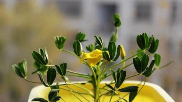 香雪兰什么时候种植？在春季的5～6月份进行