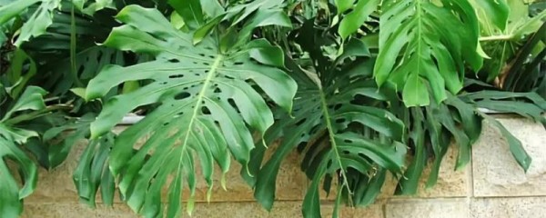 龟背竹的养殖方法和注意事项，温度最好控制在十五度至二十度