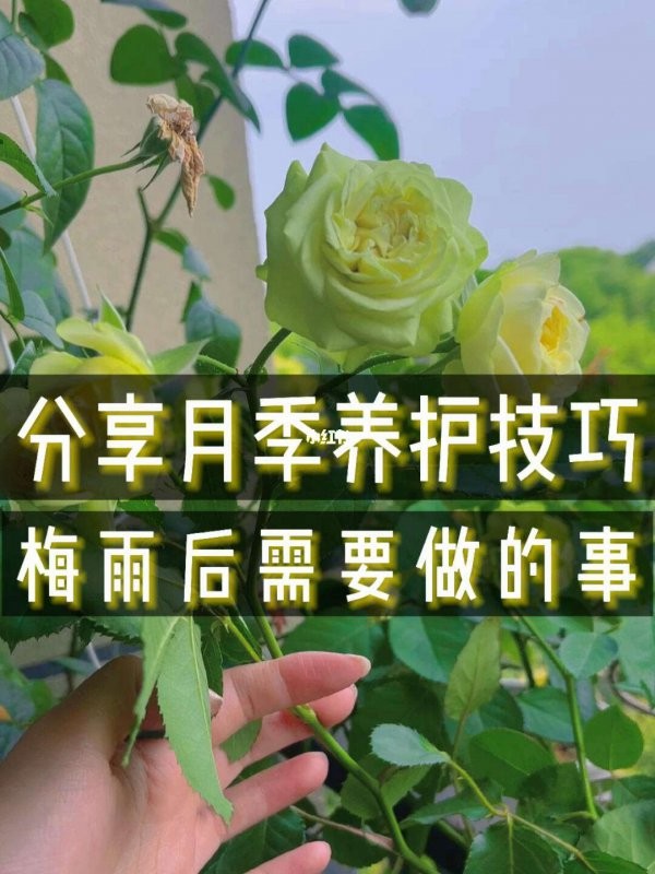 日常生活中如何养好月季 有哪些养护妙招