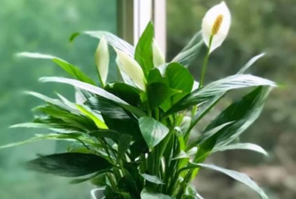 在家养植物的小技巧；植物养护小妙招