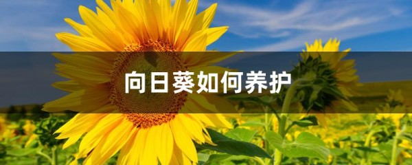 向日葵如何养护