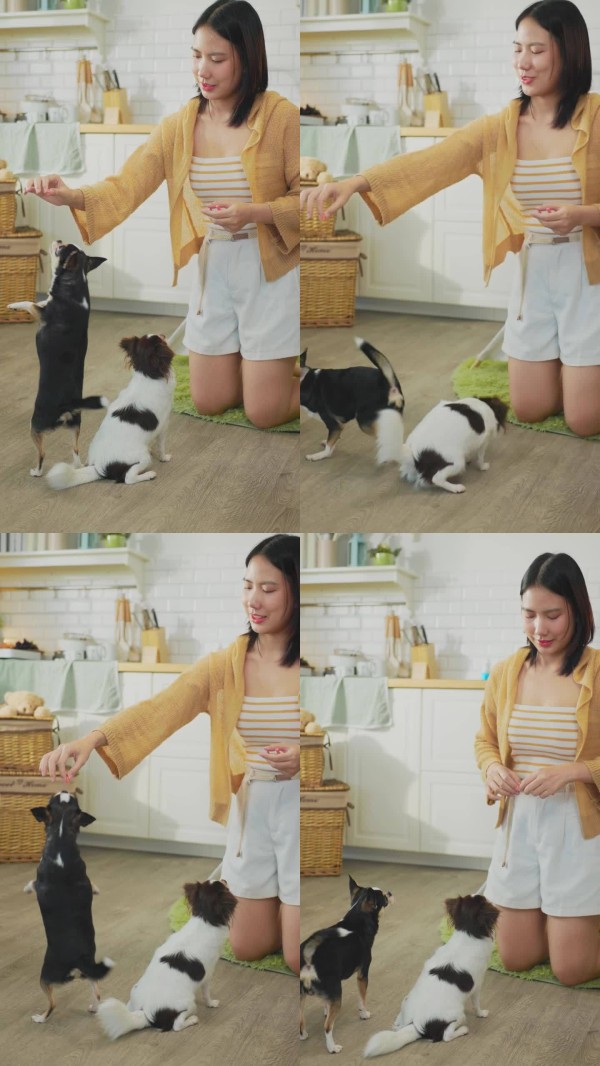 快乐的亚洲女性在家中放松瑜伽并训练她的狗，给予奖励。年轻的快乐微笑的女主人与快乐的小狗玩耍。动物护理