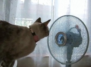 5f3e11da6fe13.gif!ori