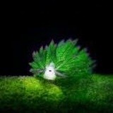贰思 藻类海蛞蝓