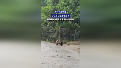 农村的小奶狗，守在路口知道看家了，看见路过的陌生人还会叫两声