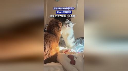 两只猫咪在友好地互动，其中一只腿短的，直接使出了猫猫 “咏春拳” 。