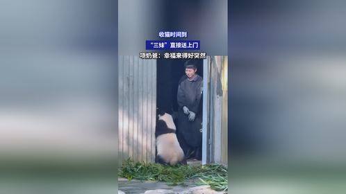 收猫时间到，“三妹”直接送上门，项奶爸：幸福来得好突然