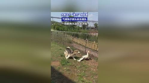 大鹅这个“老六”搞偷袭，气得狗子转头就去报仇，一场鹅狗大战就此开始