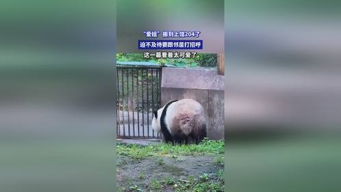 “爱姐”搬到上馆204了，迫不及待要跟邻居打招呼，这一幕看着太可爱了