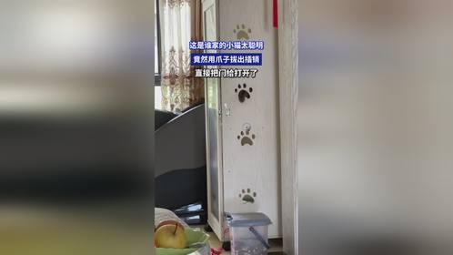 这是谁家的小猫太聪明了，竟然用爪子拔出插销，直接把门给打开了