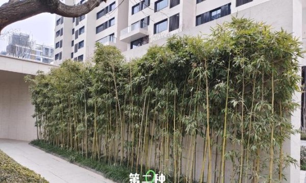 竹子的种植方法是什么？如何成功种植竹子？