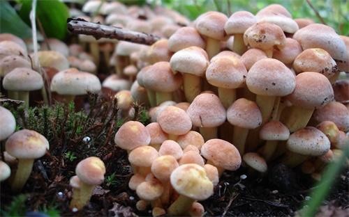 广州考研考哪个学校