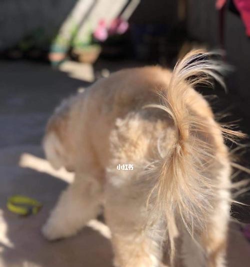遇上狗狗尿，如何让衣服焕然一新（教你正确应对狗狗尿液的清洗技巧）