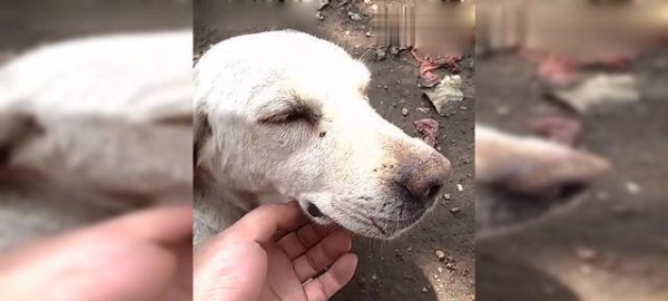 如何照顾没牙老狗（宠物养护的小技巧）