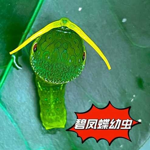 奇异宠物是哪些？养护技巧有哪些？-第1张图片-5440游戏网