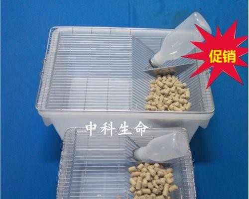 大鼠饲养全指南（从饲料到环境，打造健康大鼠生活）