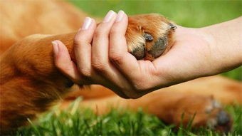 宠物石头：你需要知道的一切？如何挑选、养护和训练你的宠物石头