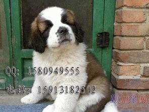 宠物养护:助圣伯纳夜安眠小技巧