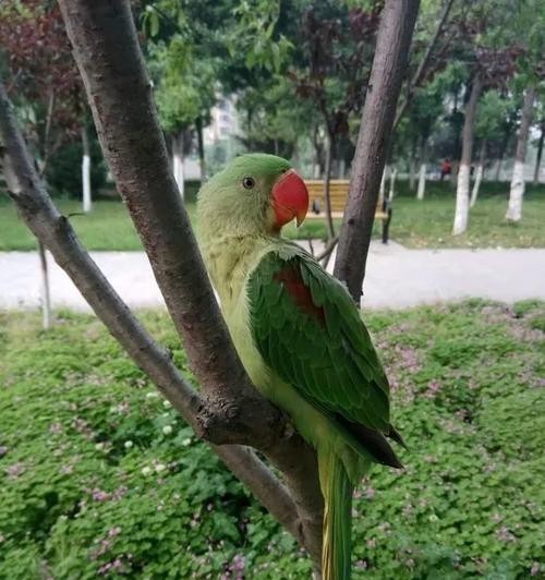 如何正确饲养塞内加尔鹦鹉（宠物塞内加尔鹦鹉的养护技巧与方法）