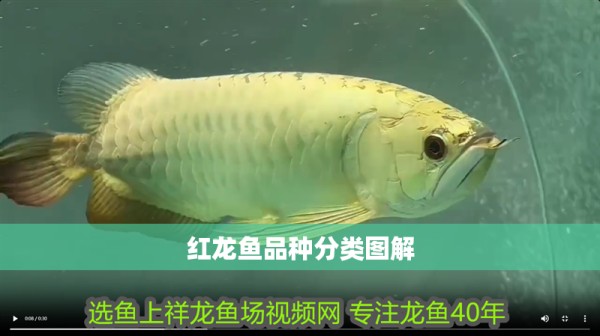 红龙鱼品种分类图解 龙鱼百科 第1张