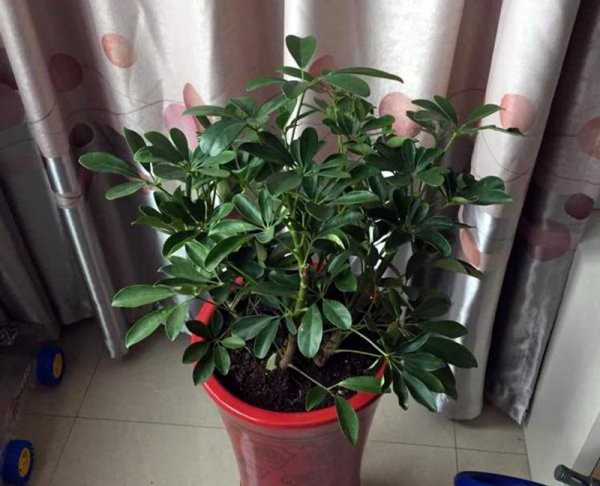 八方来财树怎么养才茂盛