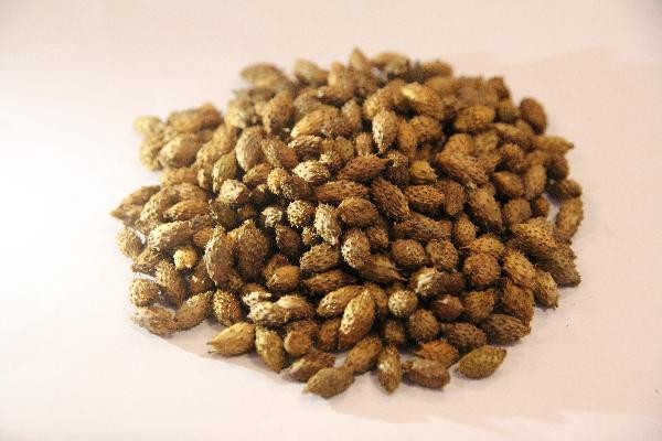 肺结节有药物吃吗