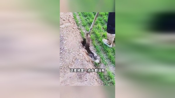 浇卖的水咋看不见，水跑哪去了