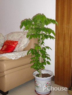 幸福树与家居风格的搭配