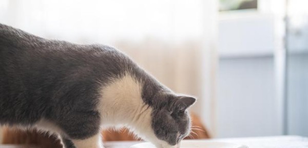 小猫不吃饭多久会死（宠物养护指南）