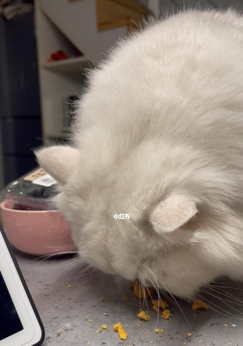 小猫不吃饭多久会死（宠物养护指南）